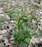 genus Ranunculus. Растение с бутонами. Чувашия, окр. г. Шумерля, Подвенец, Чёрный лес. 03.05.2019.