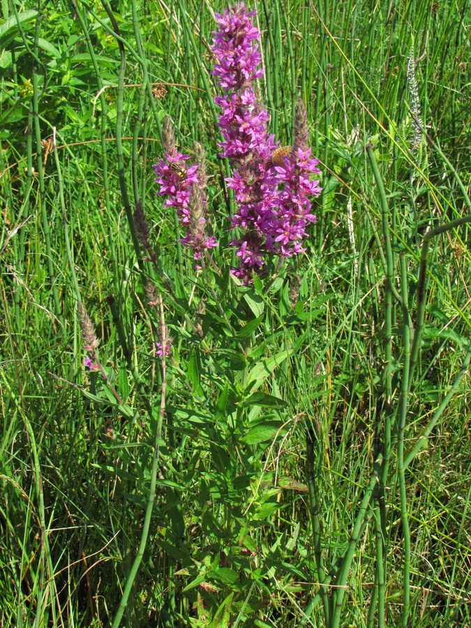 Image of Lythrum salicaria specimen.