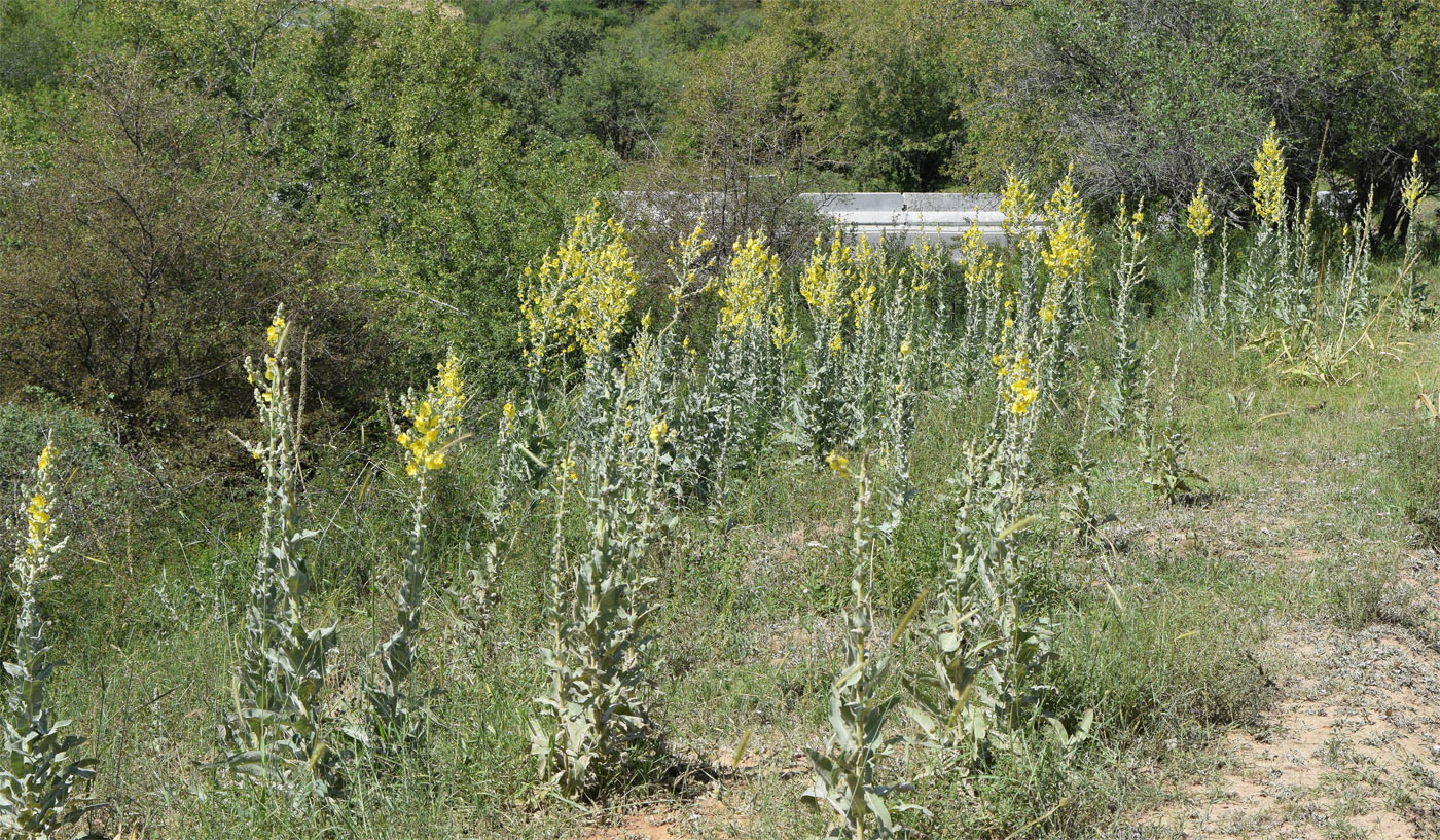 Изображение особи Verbascum songaricum.