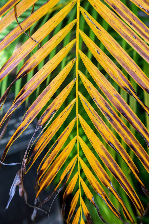 Image of Dypsis lutescens specimen.