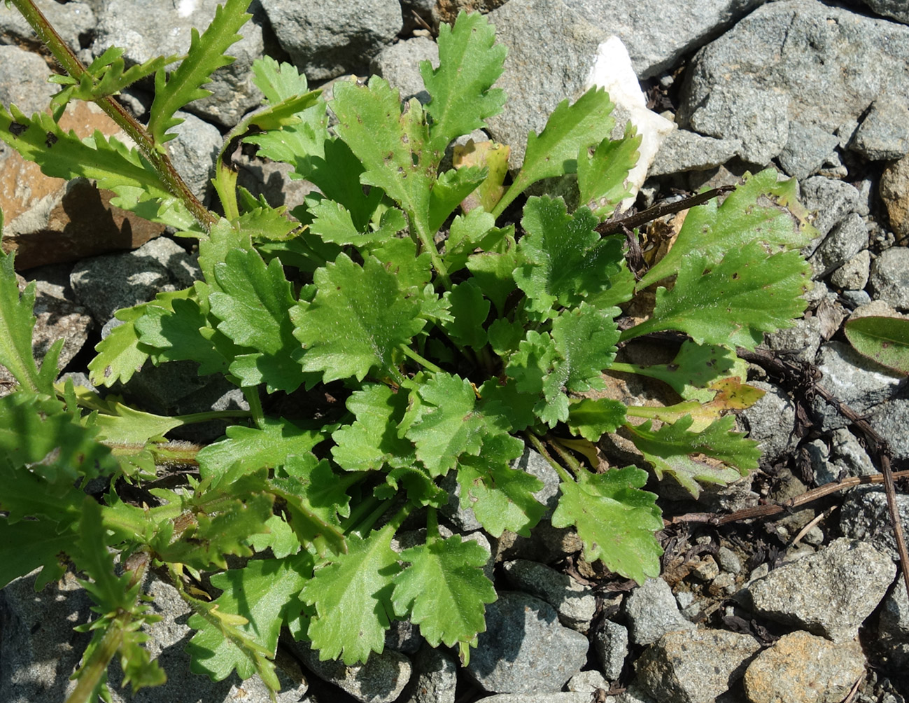 Image of Leucanthemum ircutianum specimen.