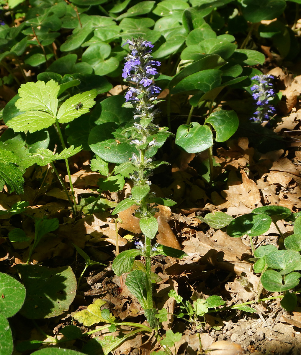 Image of Ajuga reptans specimen.