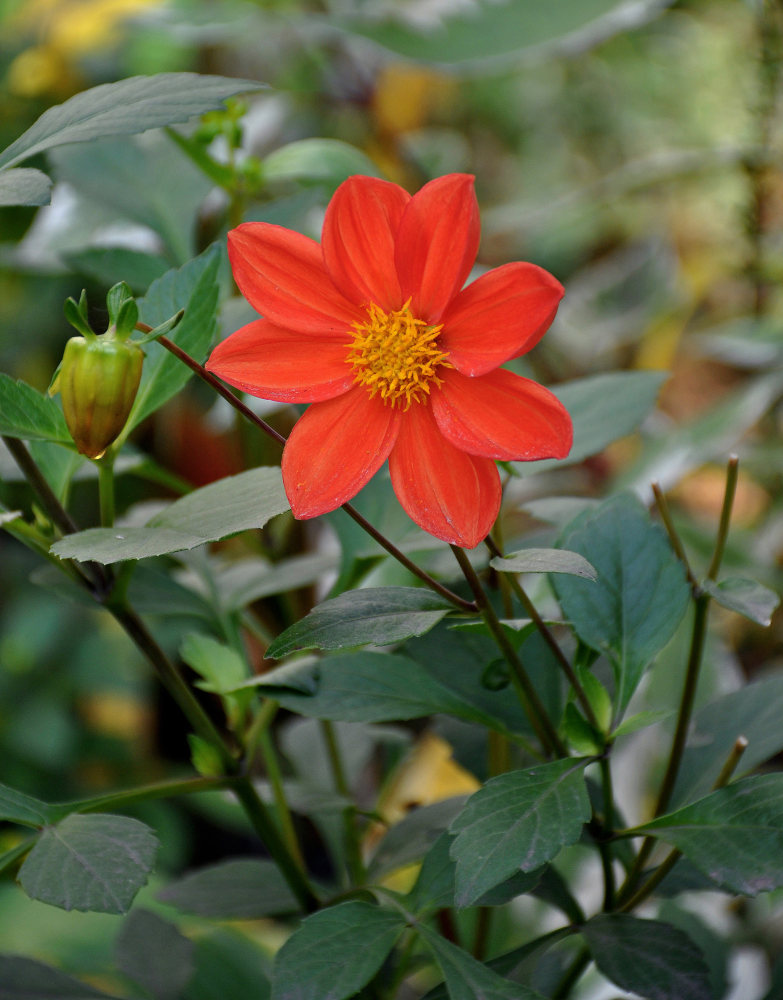 Image of Dahlia pinnata specimen.