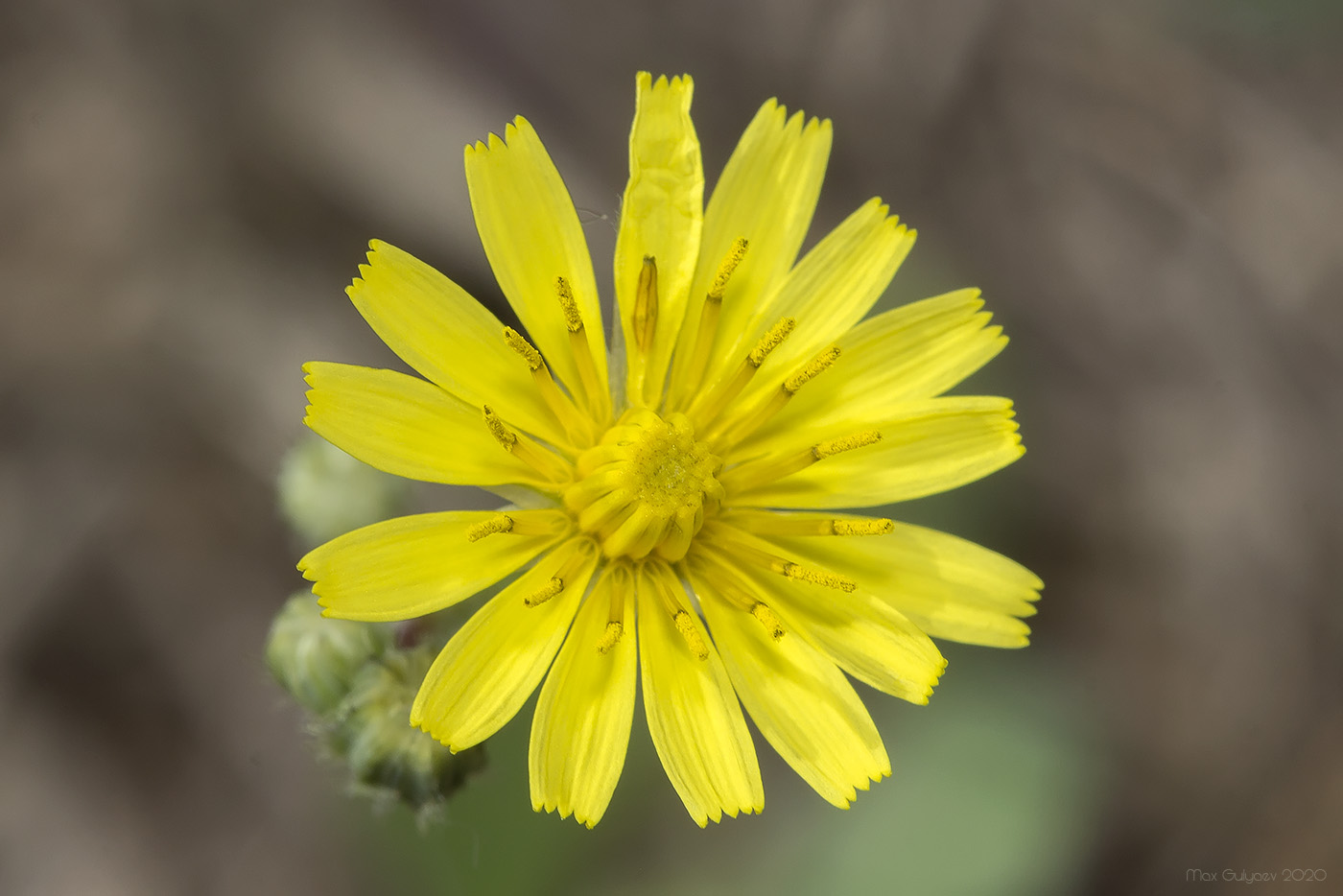 Image of Lagoseris sancta specimen.