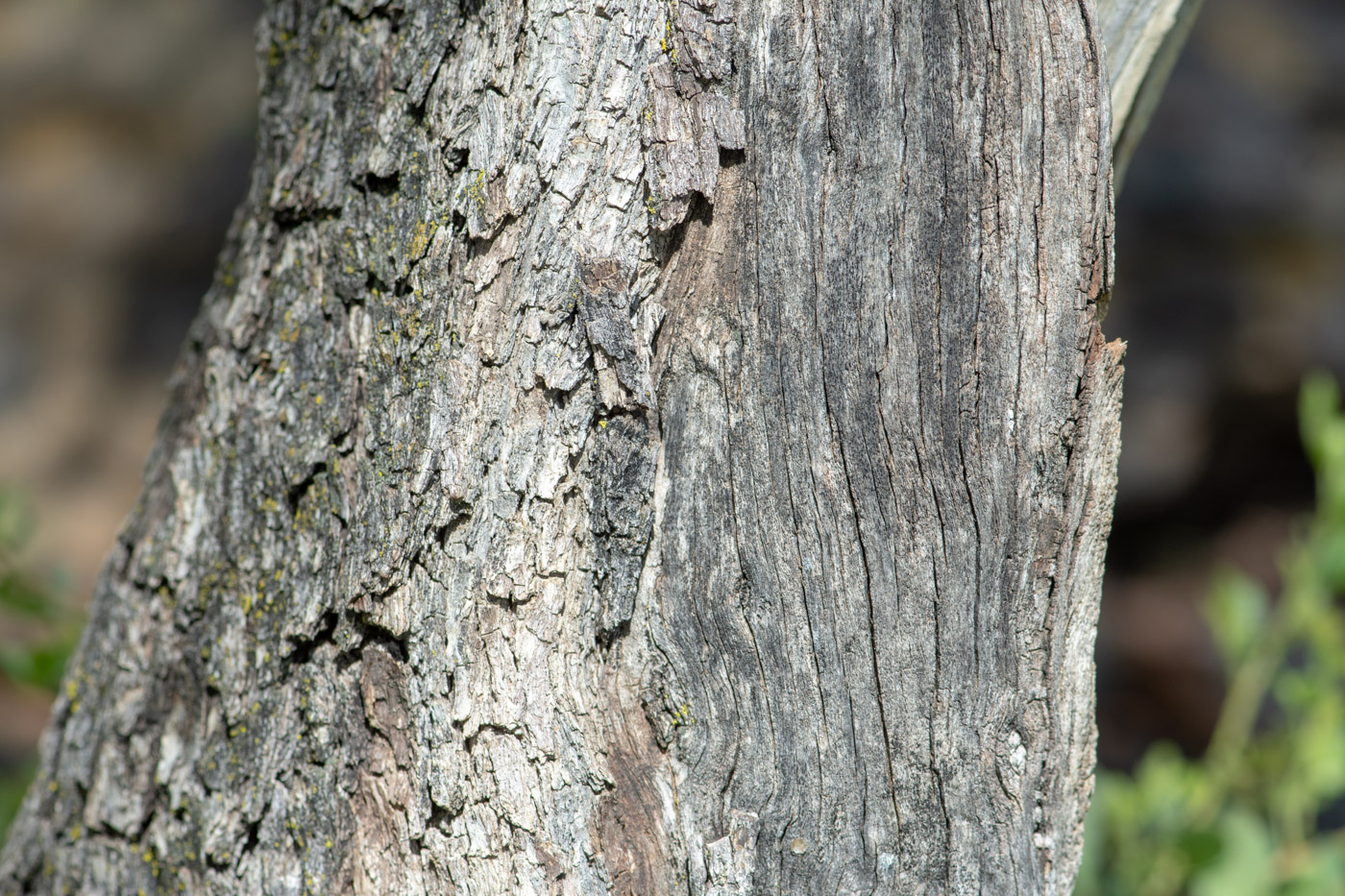 Изображение особи Ziziphus mucronata.