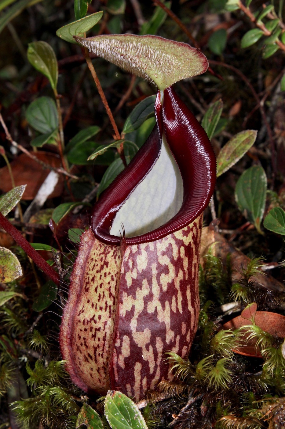 Image of Nepenthes macfarlanei specimen.