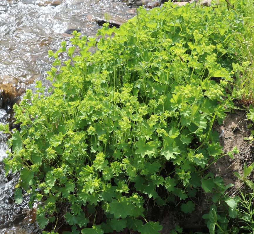 Image of genus Alchemilla specimen.