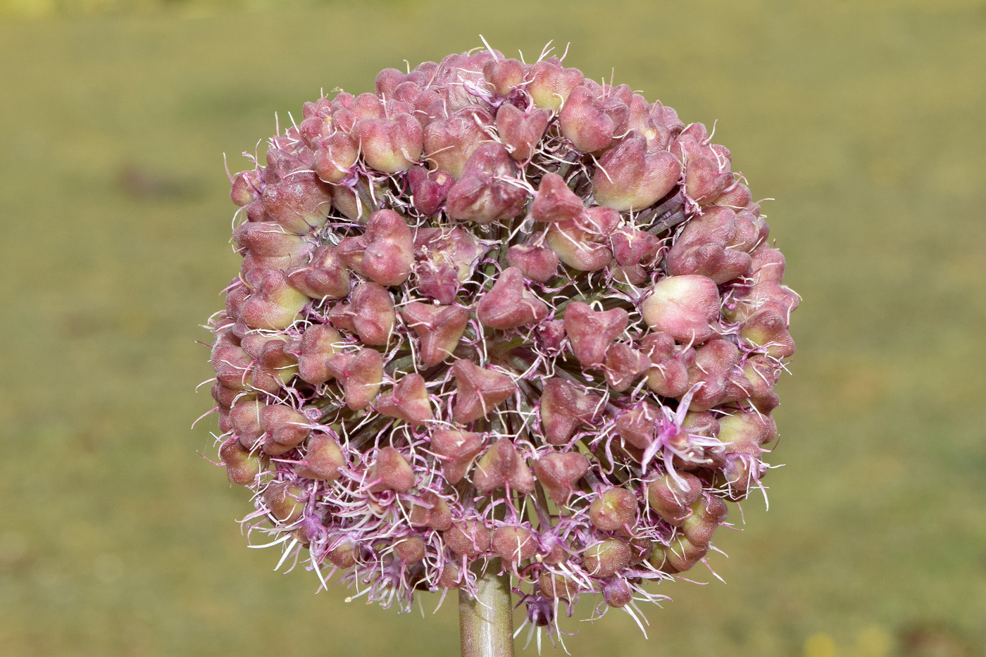 Image of Allium karataviense ssp. henrikii specimen.