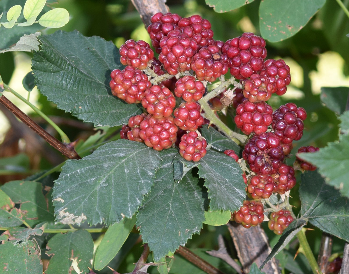 Изображение особи Rubus sanctus.