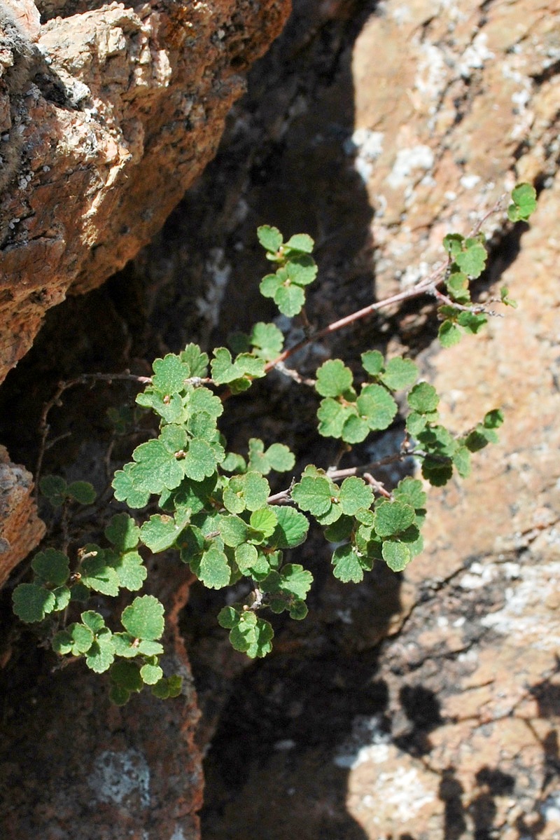 Image of Spiraea pilosa specimen.