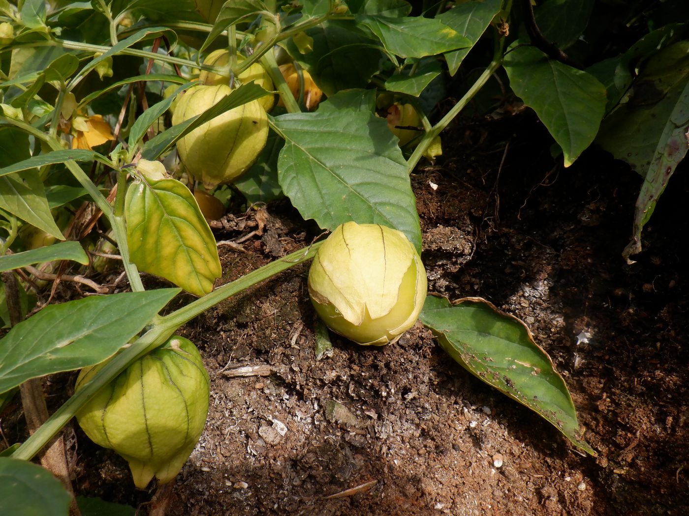 Image of Physalis ixocarpa specimen.