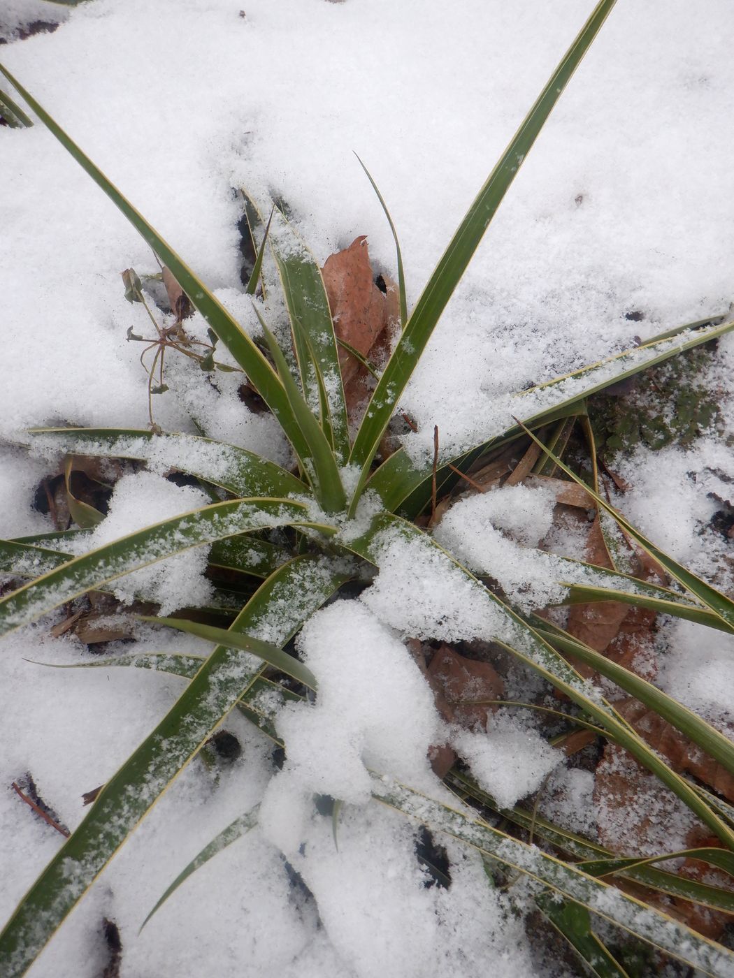 Image of genus Yucca specimen.