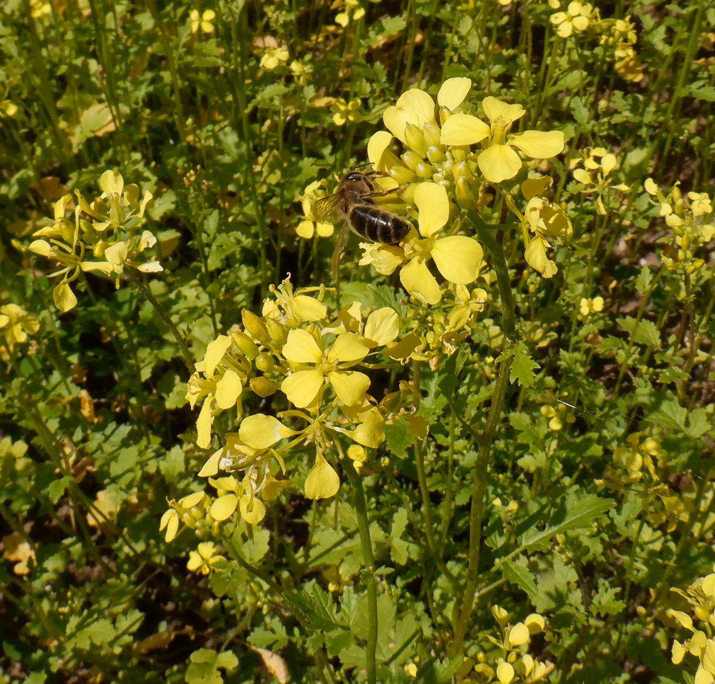 Image of Sinapis alba specimen.