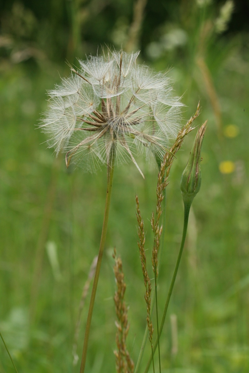 Image of Tragopogon pratensis specimen.