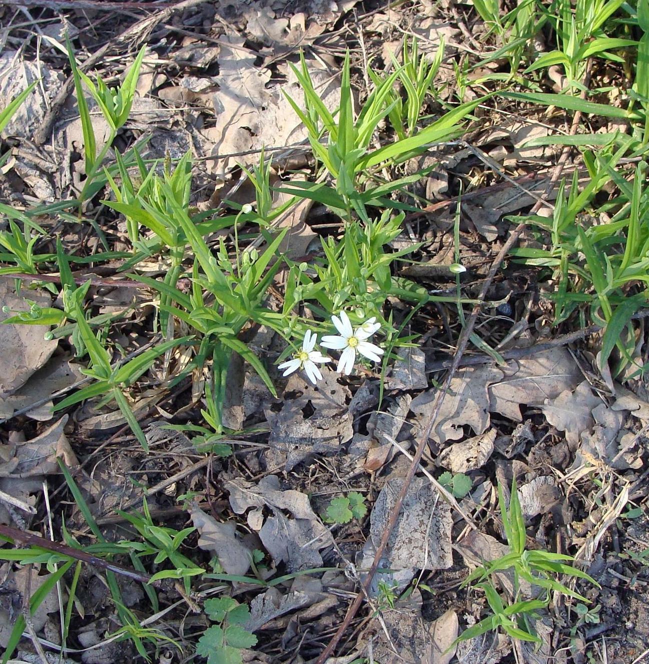 Изображение особи Stellaria holostea.