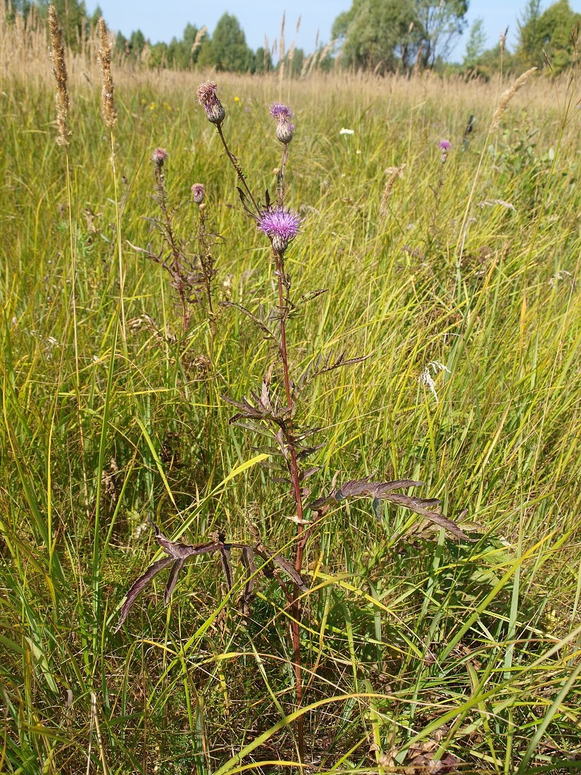 Изображение особи Serratula coronata.