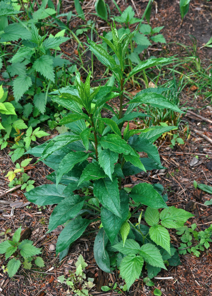 Изображение особи Solidago virgaurea.