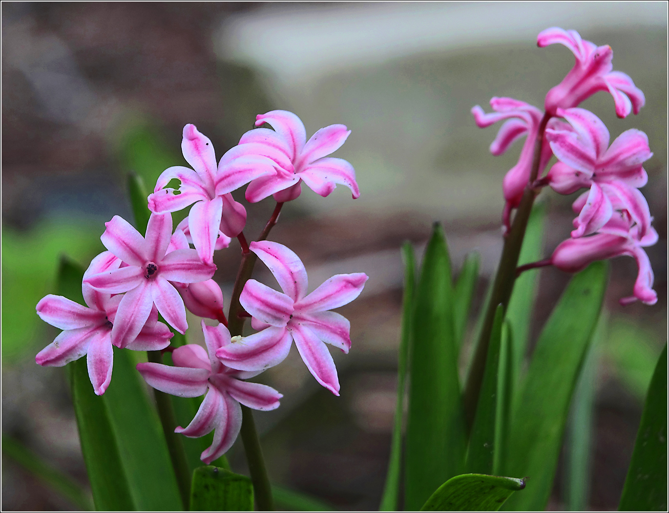 Image of Hyacinthus orientalis specimen.