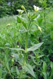 Смотреть изображение Cerastium nemorale