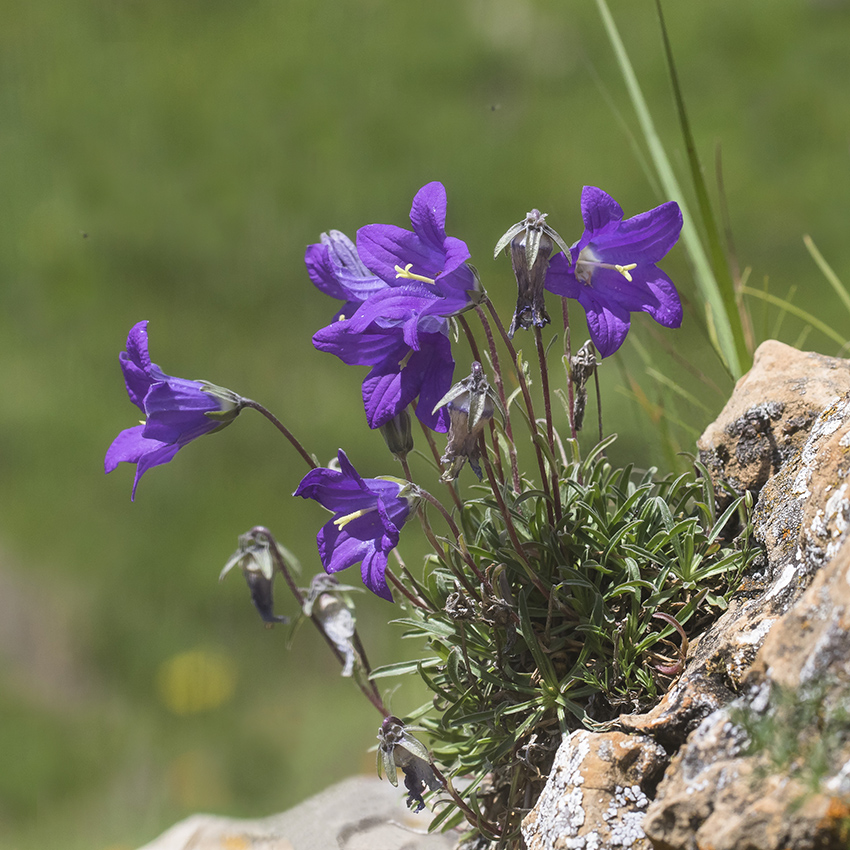 Изображение особи Campanula saxifraga.