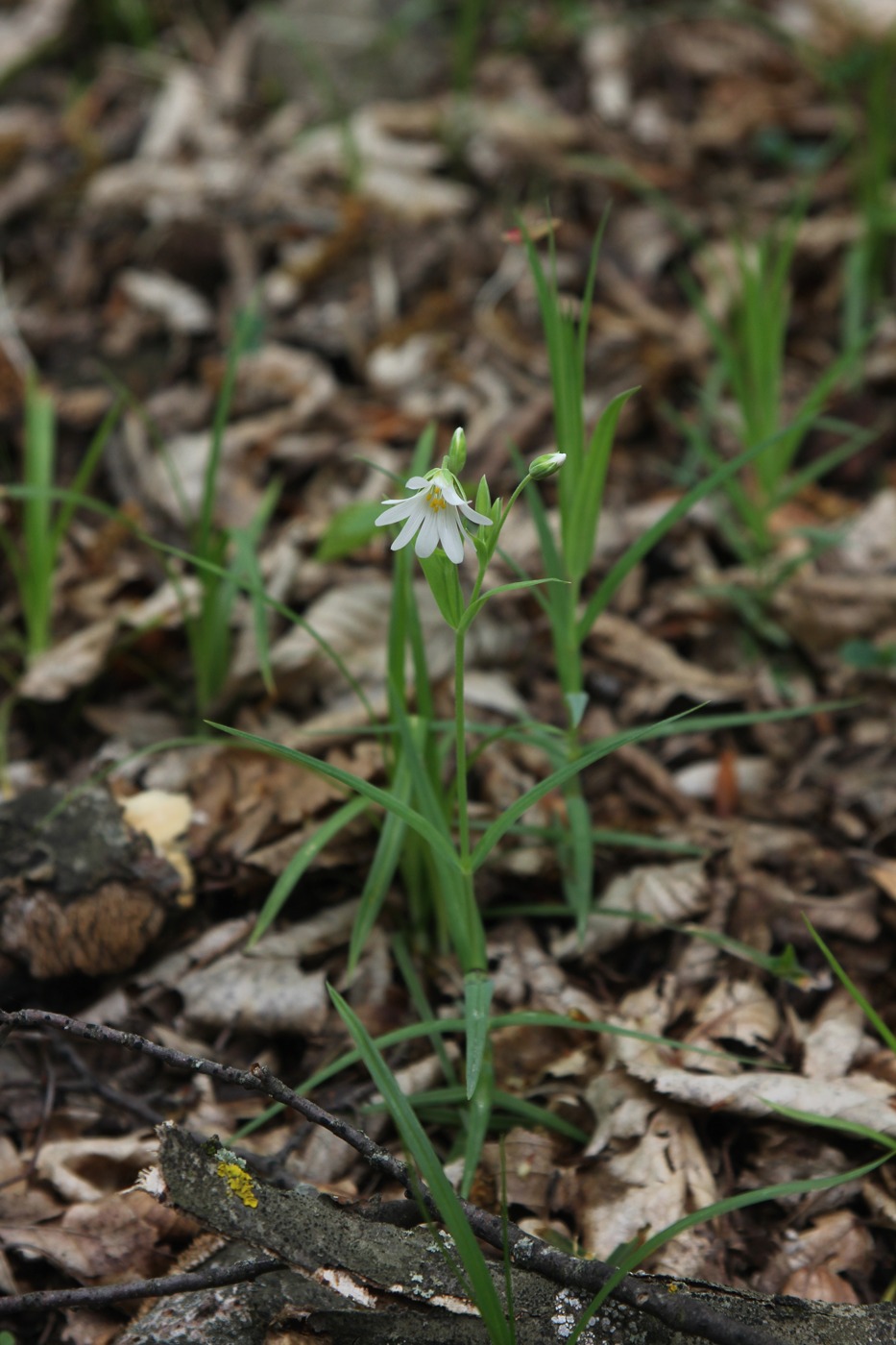 Image of Stellaria holostea specimen.