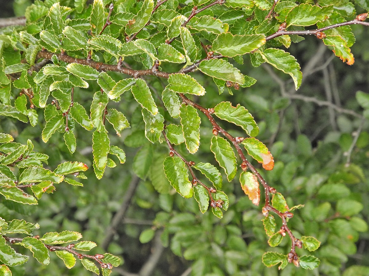 Изображение особи Nothofagus pumilio.