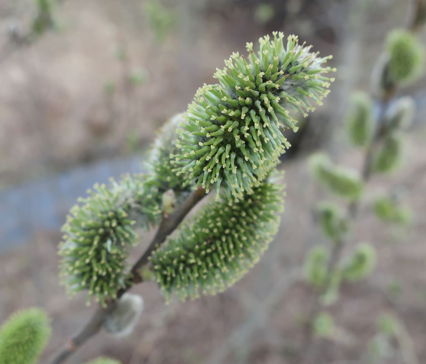 Image of Salix cinerea specimen.