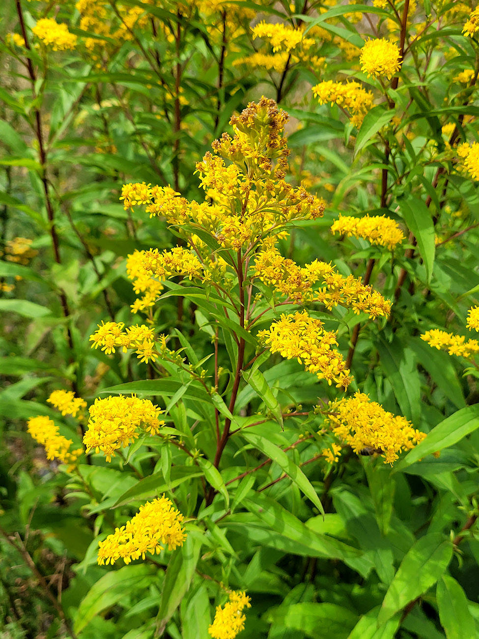 Изображение особи Solidago &times; snarskisii.