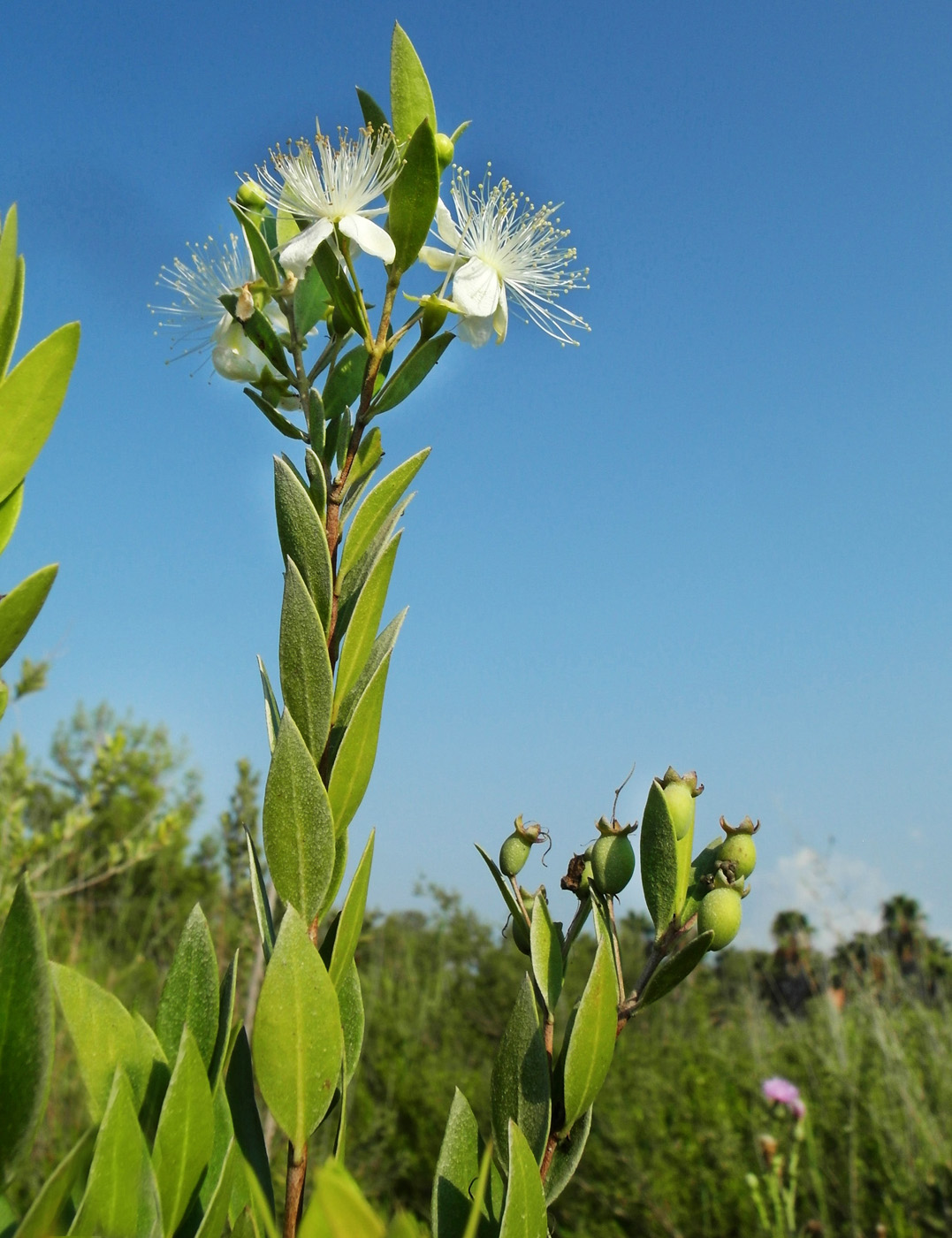 Image of Myrtus communis specimen.