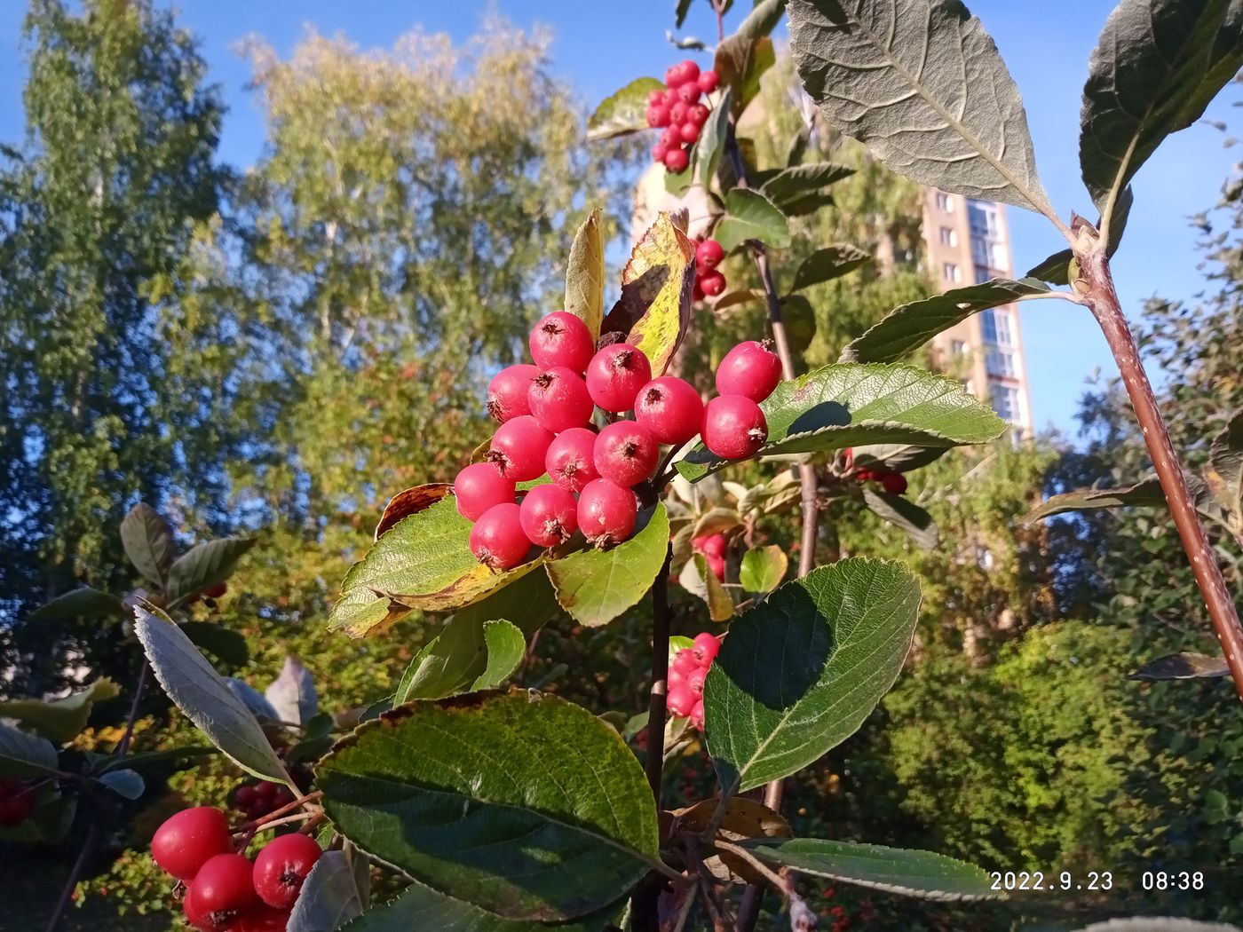 Image of Sorbus chamaemespilus specimen.