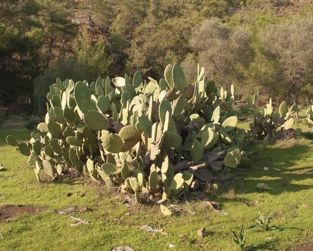 Image of Opuntia ficus-indica specimen.