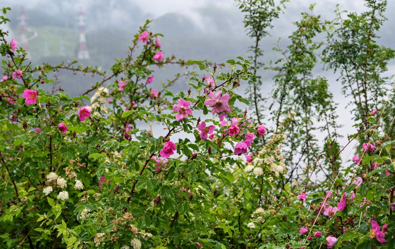 Изображение особи Rosa acicularis.