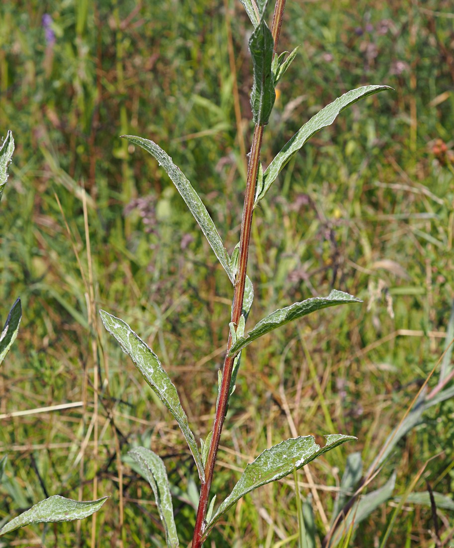 Image of Centaurea jacea specimen.