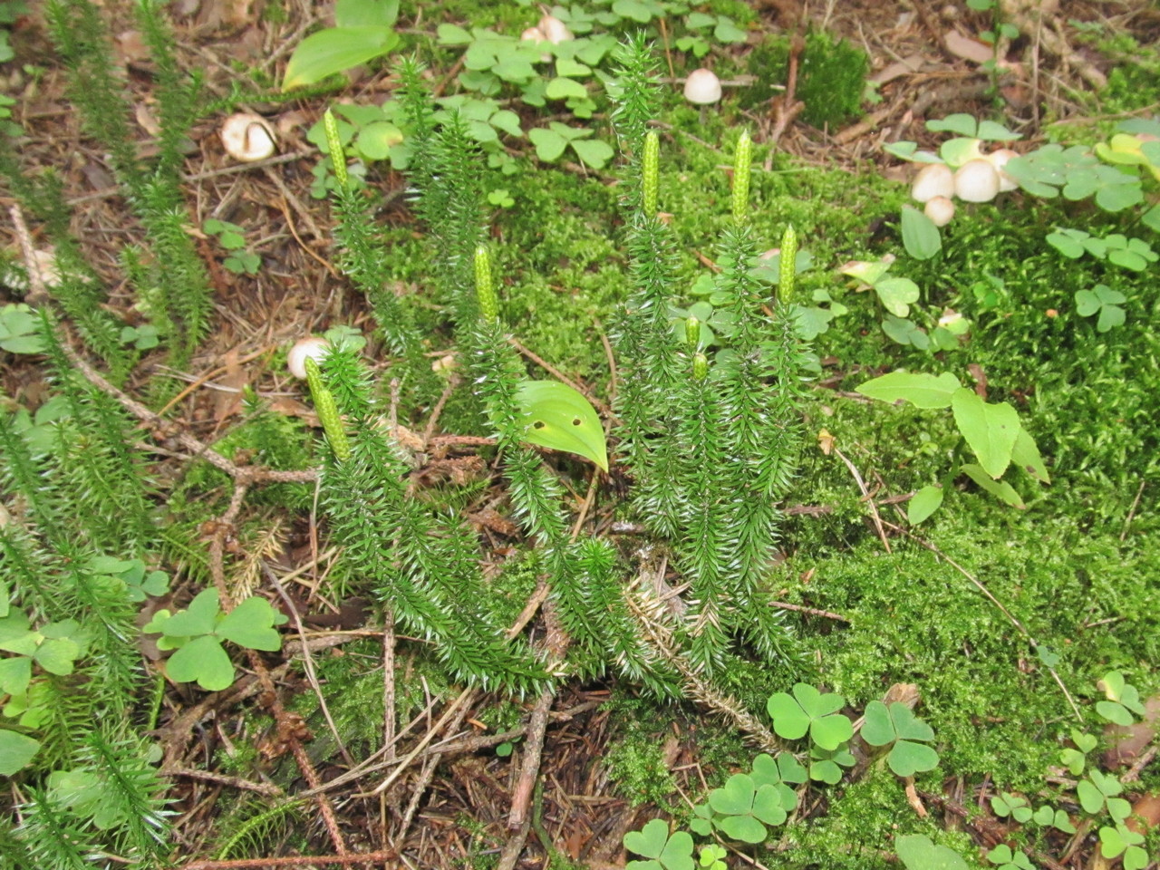 Image of Lycopodium annotinum specimen.