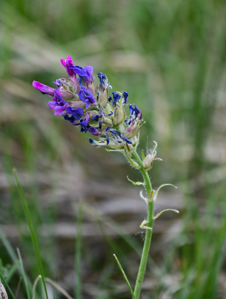 Изображение особи Oxytropis campanulata.