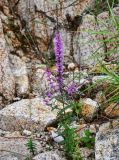 Lythrum salicaria. Цветущее растение. Приморье, Партизанский р-н, мыс Лапласа, каменистый пляж. 08.08.2021.