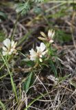 familia Fabaceae. Соцветие. Челябинская обл., Кыштымский городской округ, оз. Сугомак, северный берег, вершина Голой Сопки, остепнённый участок. 3 июля 2023 г.