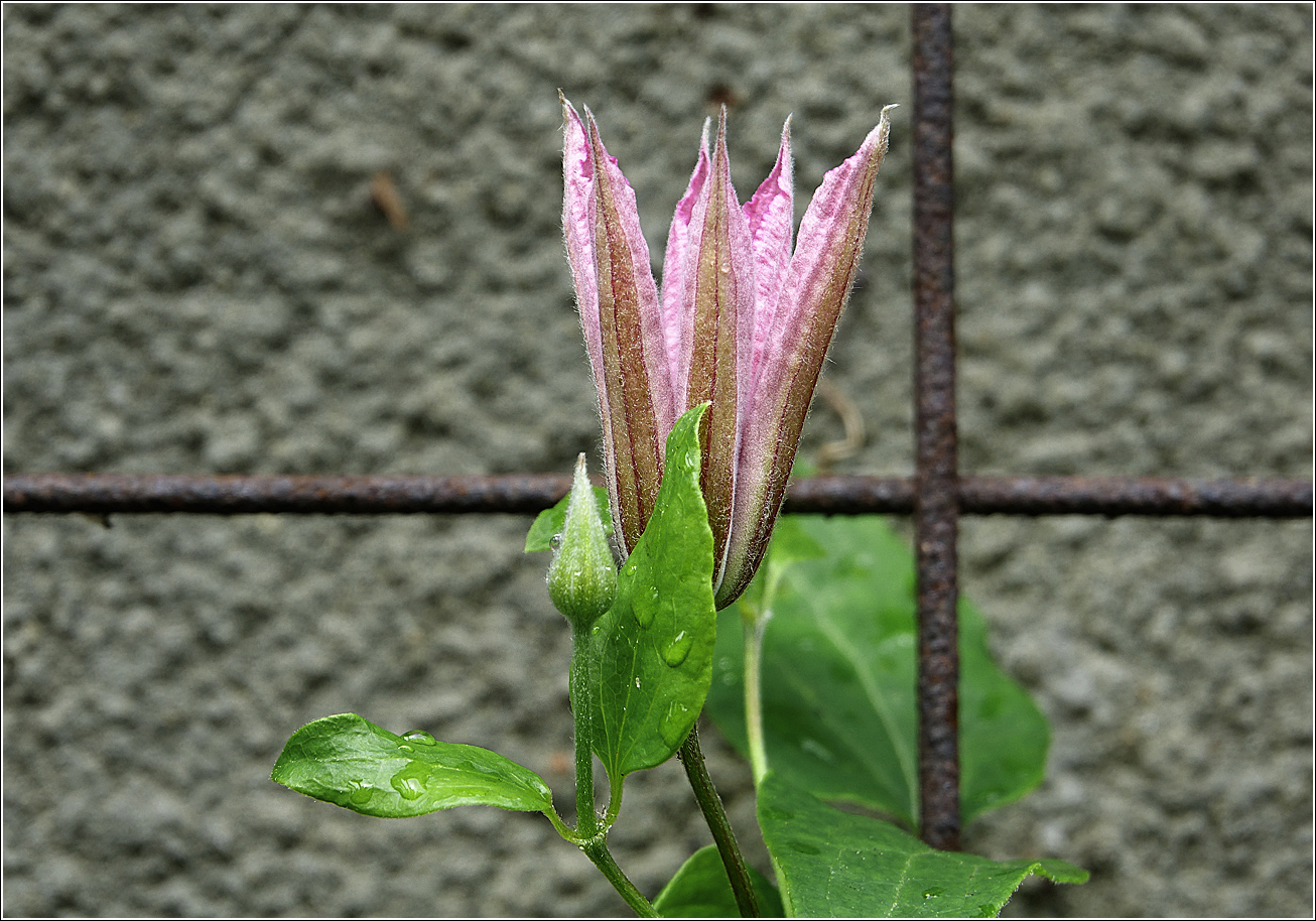 Image of Clematis &times; jackmanii specimen.