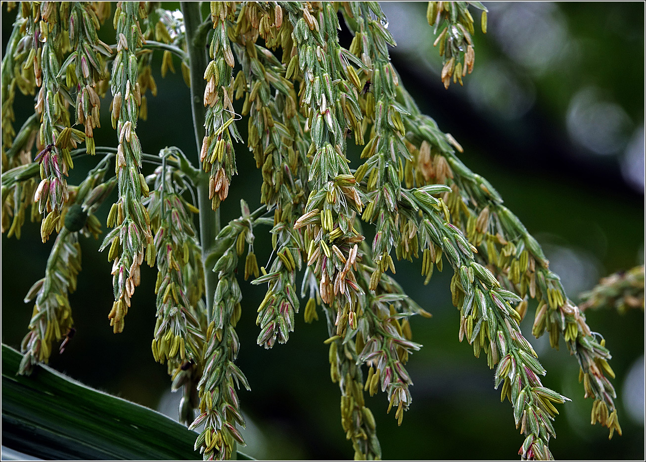 Image of Zea mays specimen.