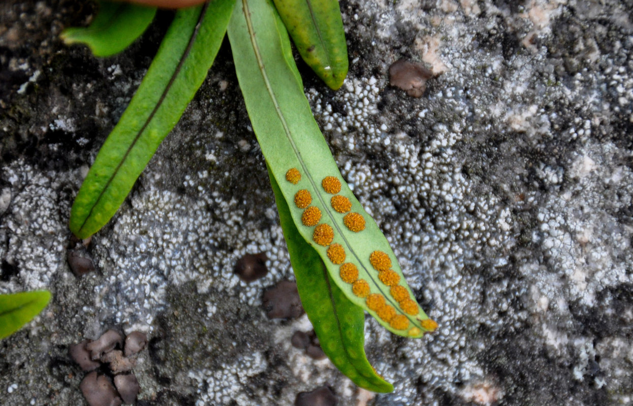 Image of Lepisorus ussuriensis specimen.