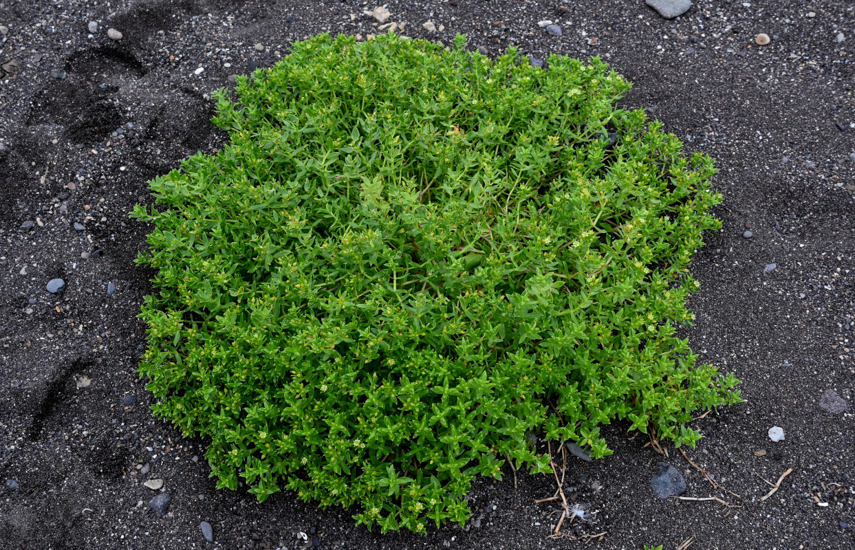 Изображение особи Honckenya peploides ssp. major.