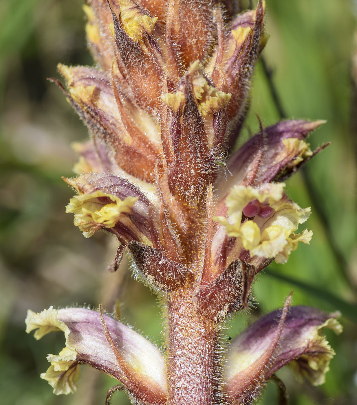 Image of genus Orobanche specimen.