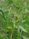 Carex pallescens. Верхушки генеративных побегов с соплодиями и сохранившимися тычиночными колосками. Ульяновская обл., г. Димитровград, пойма р. Б. Черемшан, лесопарк \"Дубовая роща\", местами заболоченная дубрава, просека. 12.06.2023.