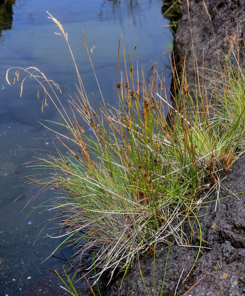 Image of Juncus decipiens specimen.