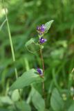 Campanula glomerata. Верхушка цветущего растения. Челябинская обл., Златоустовский гор. округ, национальный парк \"Таганай\", дол. р. Большая Тесьма, окр. ур. Железный Мост, полянка в смешанном лесу. 7 июля 2023 г.