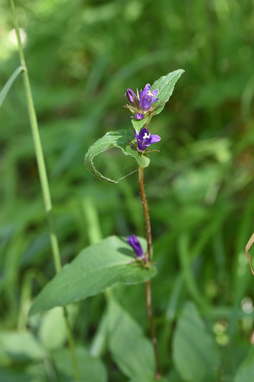 Изображение особи Campanula glomerata.