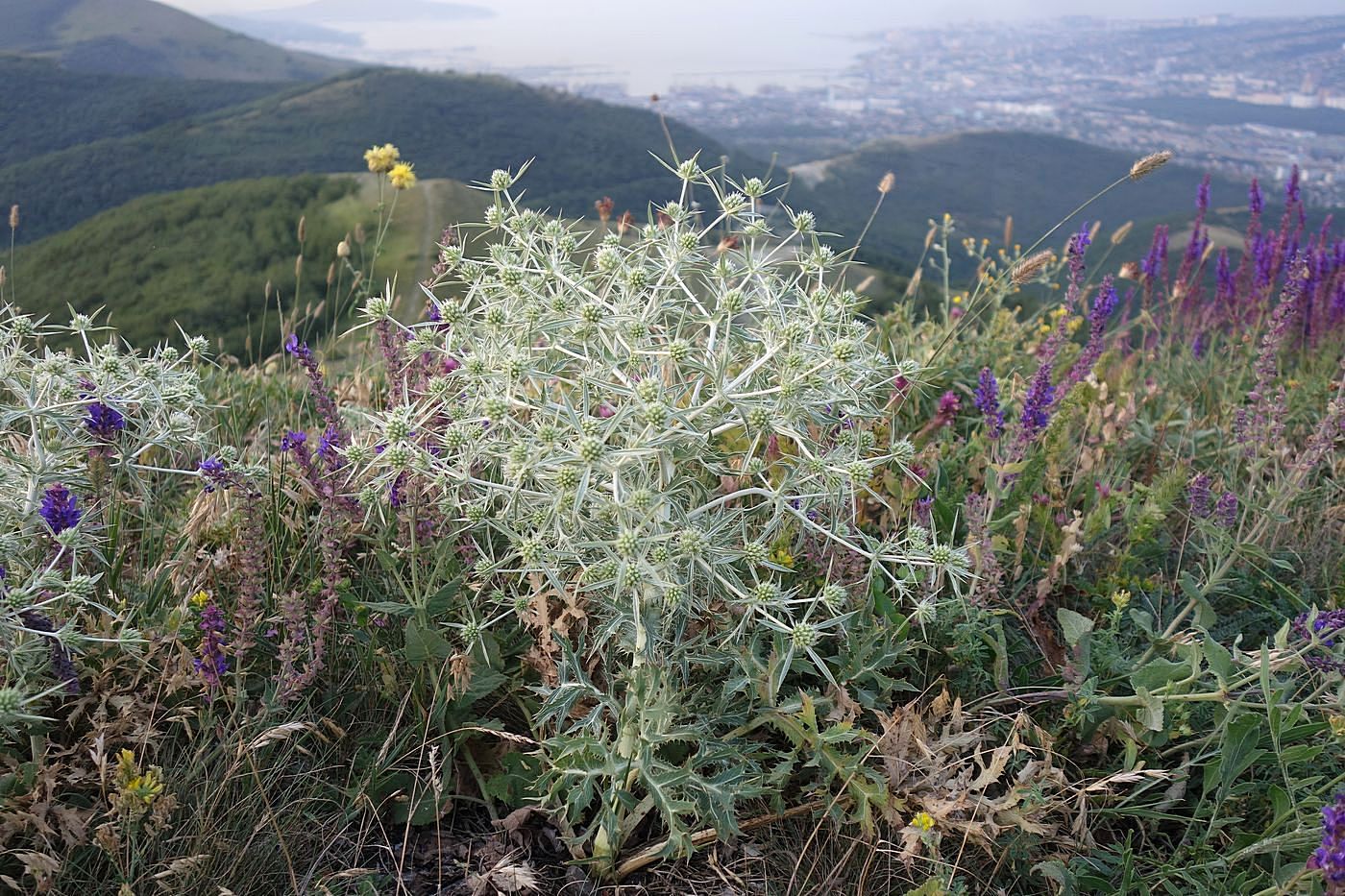 Изображение особи Eryngium campestre.