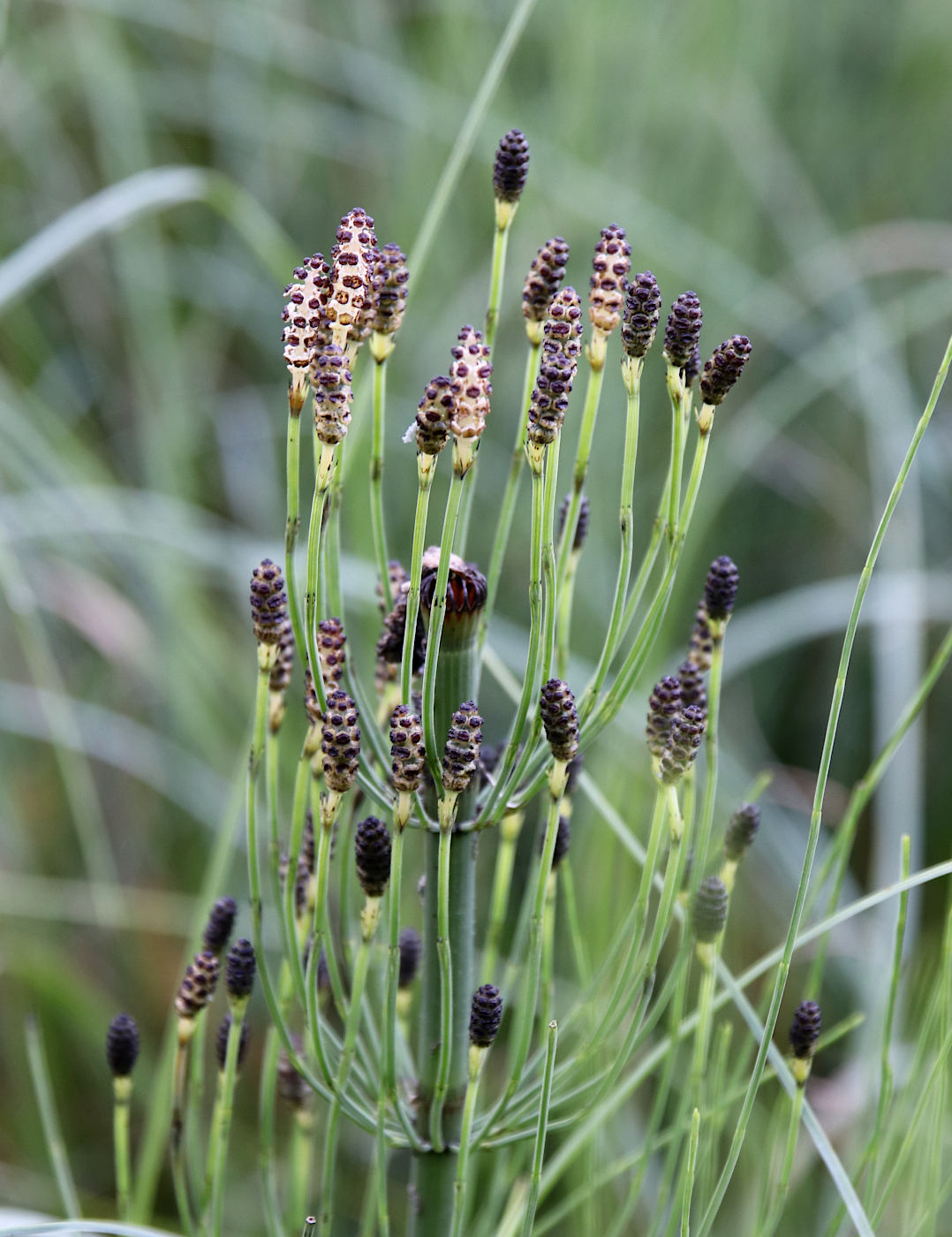 Изображение особи Equisetum fluviatile.