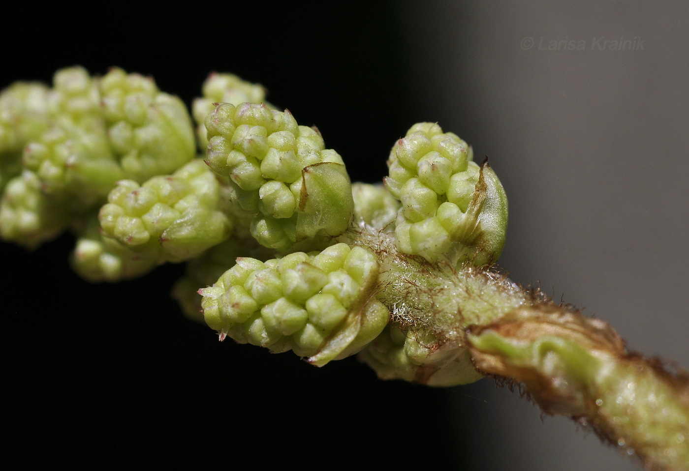 Image of Astilbe chinensis specimen.