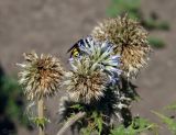 Echinops sphaerocephalus